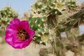 Cylindropuntia spinosior, with flower, Albuquerque.jpg