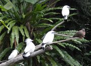 Edward Youde Aviary 8.JPG