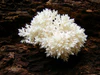 Hericium coralloides - Male Karpaty II.jpg