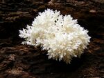 Hericium coralloides - Male Karpaty II.jpg