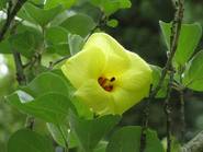 Hibiscus hamabo4.jpg