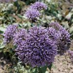 IMG 0029-Trachelium caeruleum.jpg
