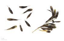 Isatis tinctoria MHNT.BOT.2011.3.12.jpg