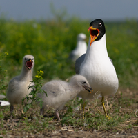 Larus ichtyaetus 2.png