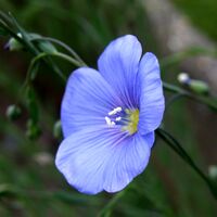Linum usitatissimum (OliBac).jpg