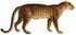 Lydekker - Leopard (white background).JPG