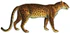 Lydekker - Leopard (white background).JPG