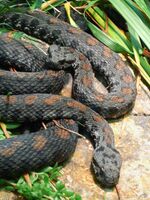 Montivipera raddei (pair 2).jpg