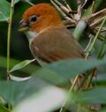 Paradoxornis ruficeps (cropped).jpg