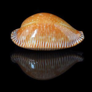 Perisserosa guttata surinensis 600x600.JPG