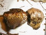 Pisolithus arrhizus.jpg
