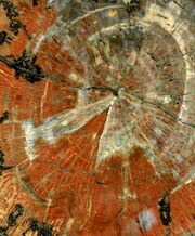 Polished slice of petrified wood.jpg