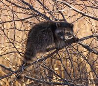 Raccoon (4152678243).jpg