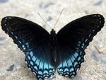 Limenitis arthemis