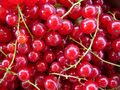 Rote Johannisbeeren frisch gepflückt.JPG