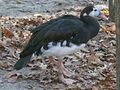 Spur-winged Goose (Plectropterus gambensis RWD1.jpg