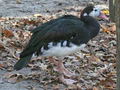 Spur-winged Goose (Plectropterus gambensis RWD1.jpg