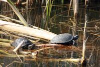 Sumpfschildkröte MGH.jpg