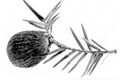 T taxifolia.jpg