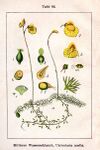 Utricularia sp Sturm64.jpg