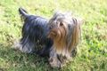 Yorkshire Terrier grass.jpg