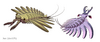 20210912 Amplectobeluidae.png