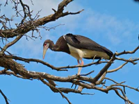 Abdim's Stork (Ciconia abdimii) (7011390701).jpg