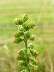 Agrimonia eupatoria02.jpg