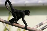 Ateles fusciceps robustus moving.JPG