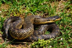 Balaur dobrogean Constanta 2015.jpg