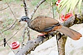 Band-tailed Guan 127 DSC1337-kl.jpg