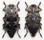 Capnodis miliaris miliaris (12722984535).jpg