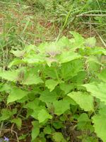 Chromolaena odorata.jpg