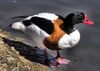 Common shelduck arp.jpg
