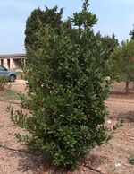 Laurus nobilis g1.jpg