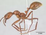 Megalomyrmex leoninus casent0178669 profile 1.jpg