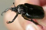 Osmoderma opicum ootyairohnmgr02 2.jpg