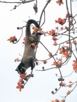 Paradoxurus hermaphroditus feeding.jpg