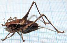 Pholidoptera griseoaptera-ms.jpg