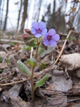Pulmonaria obscura au 170406.JPG