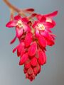 Ribes sanguineum