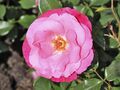 Rosa 'Dolly' qtl1.jpg