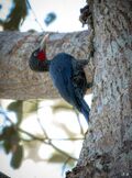 Southern Sooty Woodpecker Male.jpg