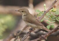 Syke's Warbler (Hippolais rama) on Vilaiti Siris (Samanea saman) in Kolkata W IMG 4659.jpg