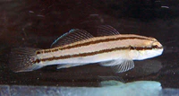 T.trigonocephalus.jpg