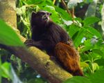 Wendell's Saddle-back Tamarin (Leontocebus weddelli).jpg