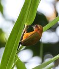 White-browed piculet.jpg