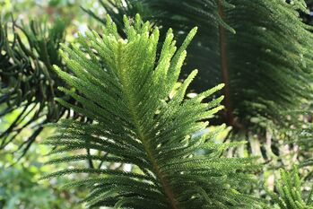 Araucaria columnaris, Nouméa, New Caledonia 4.jpg