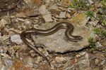 Benny Trapp Chalcides striatus Spanien.jpg