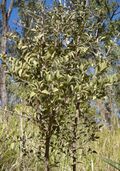 Capparis canescens.jpg